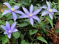 Eastern Blue Clematis