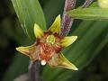 Eastern Marsh Helleborine