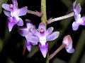 Elegant Closed-Mouth Orchid