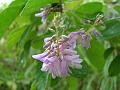 Elegant Desmodium