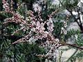 Elegant False Tamarisk