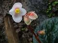 Entire-Leaf Begonia