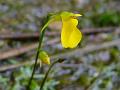 Erect Bladderwort