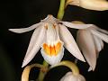 Erect Coelogyne