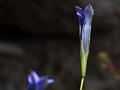 Erect Gentian