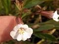 Erect Monkey Flower