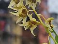 Eria-Flower Dendrobium