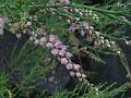 Erica Tamarisk