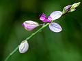 Ethiopian Milkwort