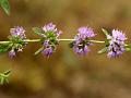 European Pennyroyal