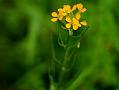 European Wallflower