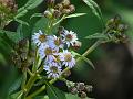 Fading Himalayan Aster