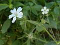 False Jagged-Chickweed