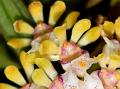 Fan-Shaped Belly-Lip Orchid
