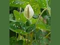 Fancy-Leaf Caladium