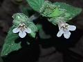 Fascicled-Flower Lepidagathis