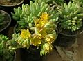 Fatleaf Stonecrop