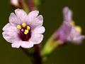 Feather-Leaf Broom-Herb