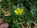 Feather-Leaved Cinquefoil