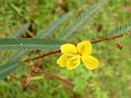 Feather-leaved Cassia