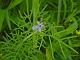 Feather-leaved Lavender