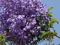 Fern Leaf Jacaranda