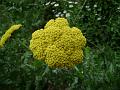 Fernleaf Yarrow