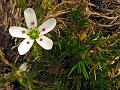 Fescue Sandwort