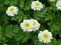 Feverfew