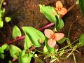 Few Flowered Dewflower