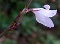 Few-Flowered Bellthorn