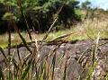 Few-Flowered Sheda Grass