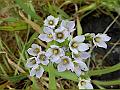 Few-Flowered Swertia