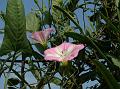 Field Bindweed