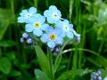Field Forget-Me-Not