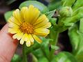 Field Marigold