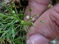 Fir-Leaved Celery