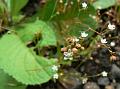 Five Leaved Carpetweed