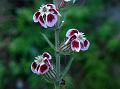 Five-Wounded Catchfly