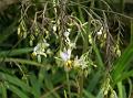 Flax Lily