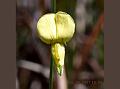 Flax-Leaf Rattlepod