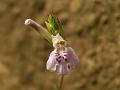 Flax-Leaved Rungia