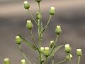 Flaxleaf Fleabane