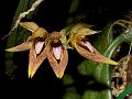 Fleshy-Leaf Bulb-Leaf Orchid