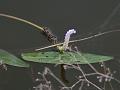 Floating Lace Plant