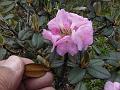 Flowering Head Rhododendron