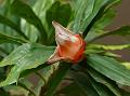 Flowering Pandanus