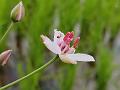 Flowering Rush