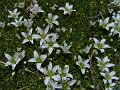 Flycatcher Sandwort