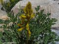 Forage Corydalis